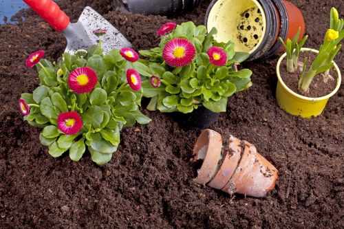 Local Acton gardeners designing a vibrant garden