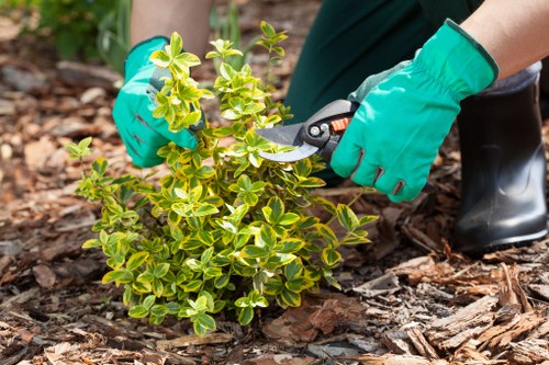 Community gardening project in New Southgate