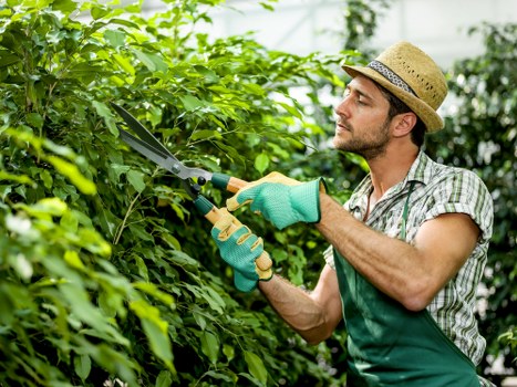 Sustainable gardening practices in Harlesden