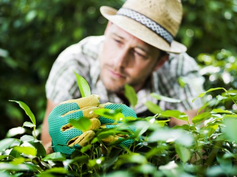 Professional gardener maintaining a green space in Lambeth