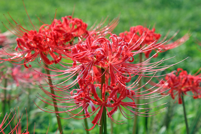 A close-up view of vibrant red spider lilies (Lycoris radiata) in full bloom in a garden setting, with their long, slender stamens radiating outward and slightly curled petals forming a clustered flower head. The flowers are situated in the foreground, set against a lush, green grassy lawn backdrop that appears slightly blurred, highlighting the intricate details and natural tones of the blooms. This scene exemplifies well-maintained outdoor garden space, typical of London gardens and outdoor landscaping, with the natural lighting suggesting a clear day. The garden includes an arrangement of flower beds with these striking red flowers, possibly near paving or lawn edges, creating a colorful focal point. Such floral displays are characteristic of outdoor gardening and landscaping services offered by Gardeners London, and this natural setting emphasizes the importance of seasonal flower planting and garden upkeep in the local area served, including London and postcode areas within the city.